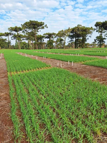 Imagem Campo
