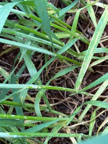 Imagem Campo