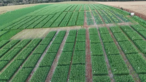 Imagem Campo