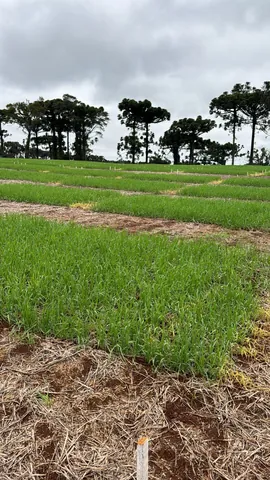 Imagem Campo