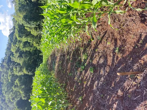 Imagem Campo