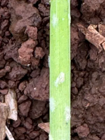 Imagem Campo