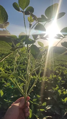 Imagem Campo