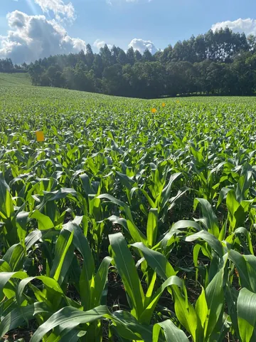 Imagem Campo
