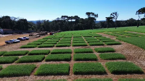 Imagem Campo