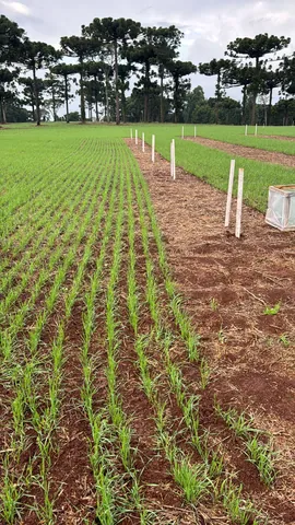 Imagem Campo