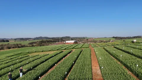 Imagem Campo