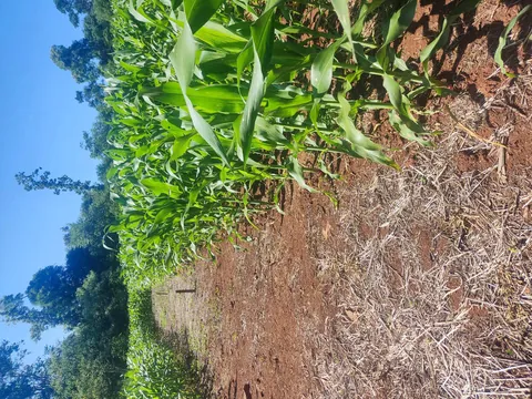 Imagem Campo