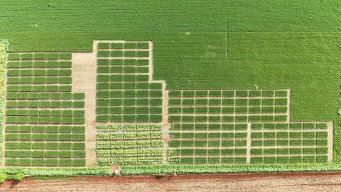 Imagem Campo