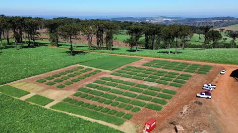Imagem Campo