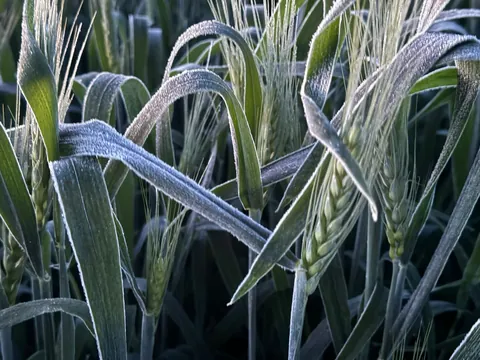 Imagem Campo