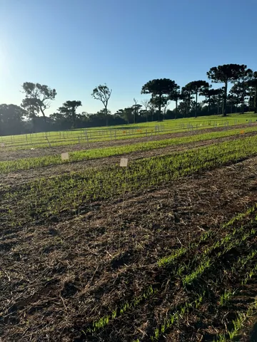 Imagem Campo