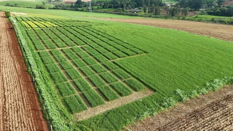 Imagem Campo