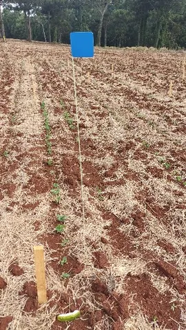Imagem Campo
