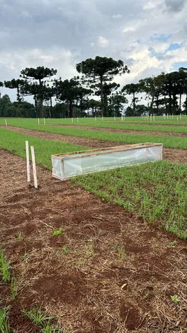 Imagem Campo